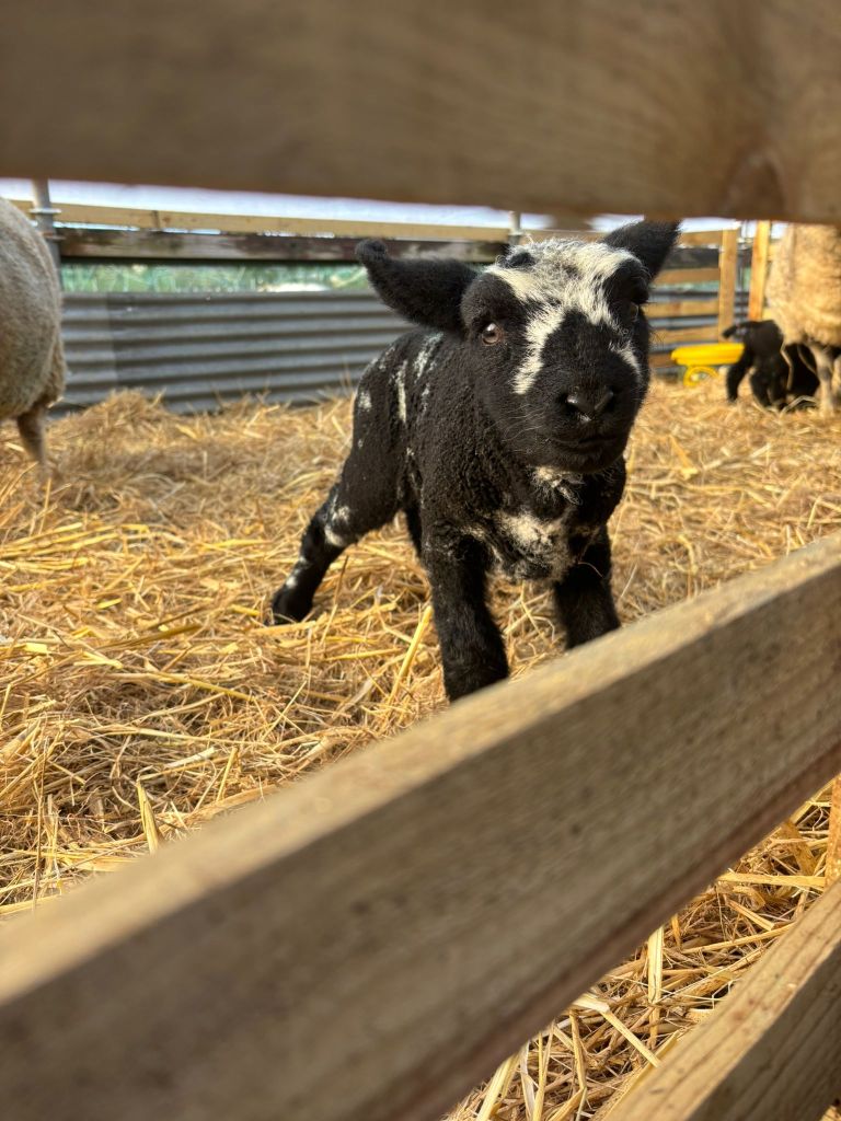 Lamb in stable