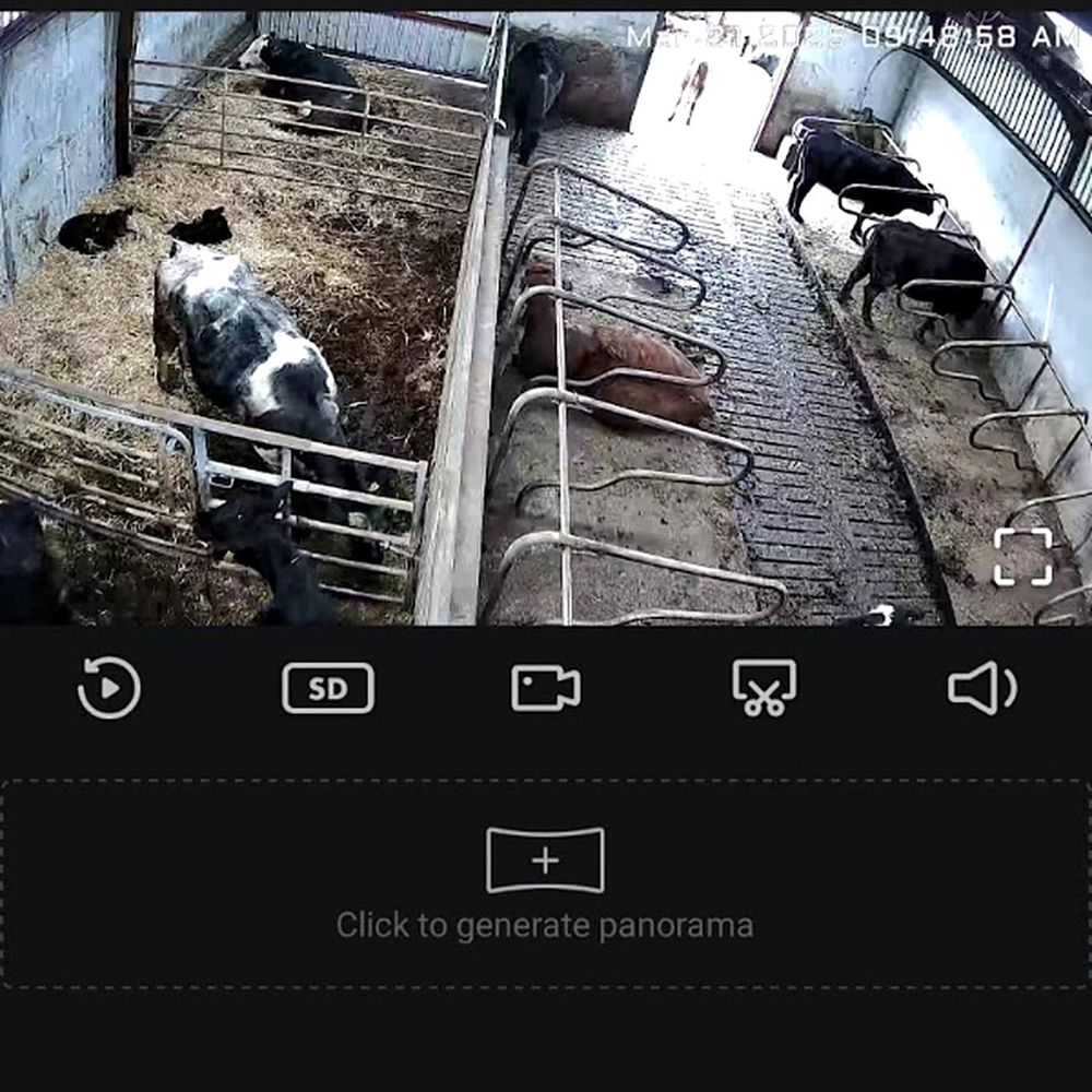 Farm camera app on a phone showing a calf shed in Northern Ireland