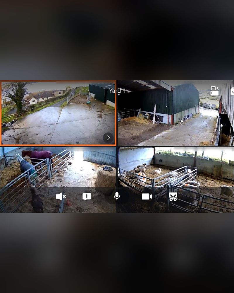 Four lambing shed cameras on one phone screen