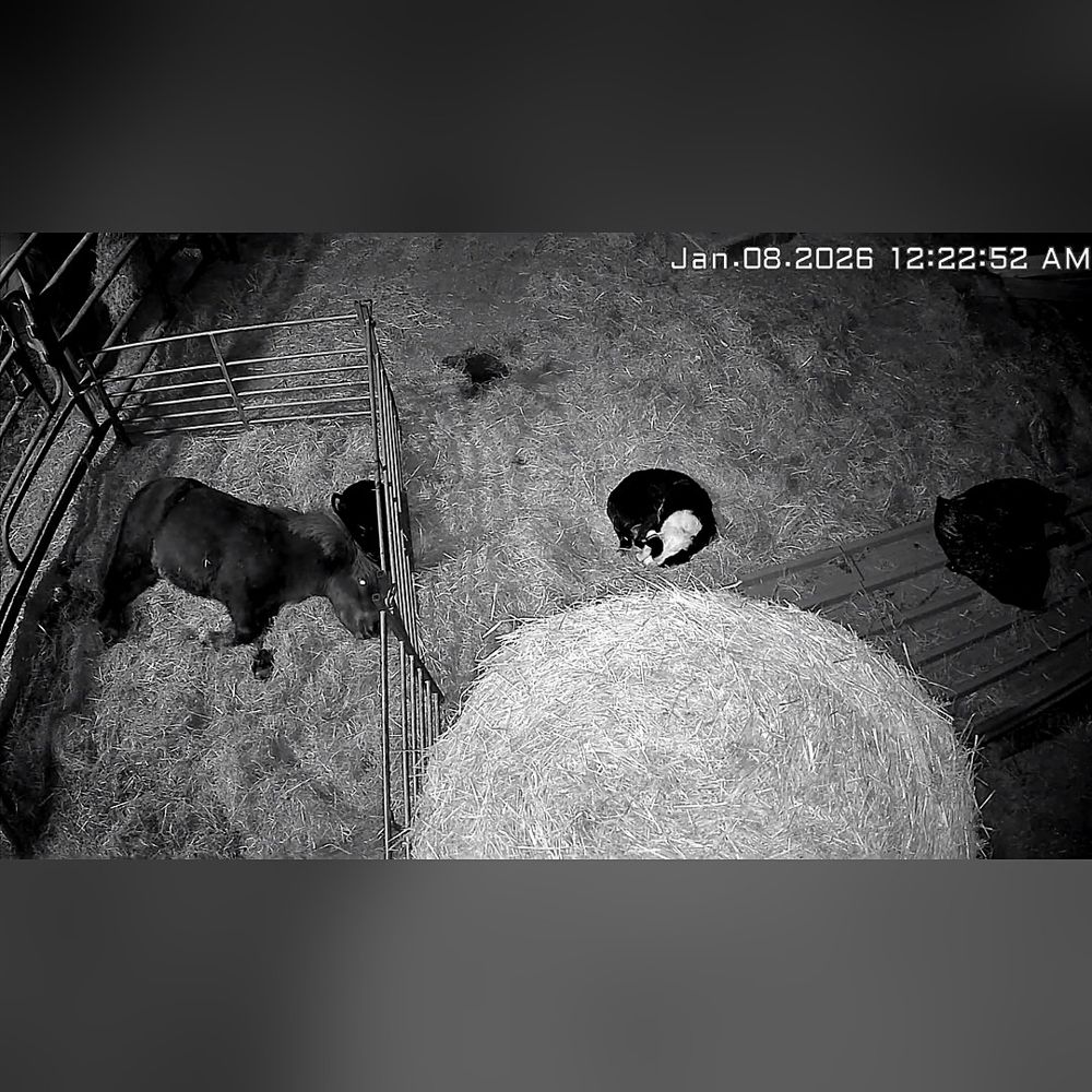 Farm camera night vision picture of a yard with a pony, a dog and hens